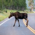 Moose In The Middle of Busy Park Road