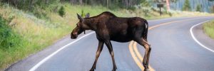 Moose In The Middle of Busy Park Road