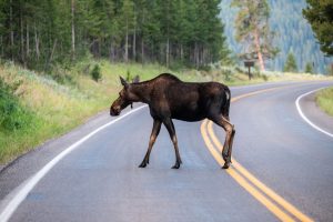 Moose In The Middle of Busy Park Road